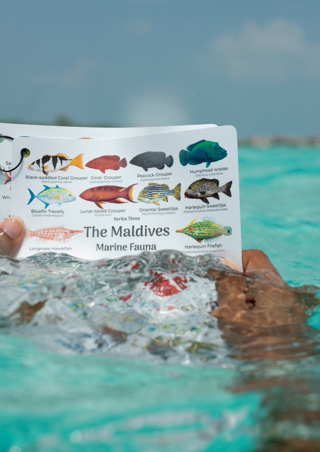 Waterproof Fish Cards Bundle of 20sets English