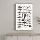 Posters -The Maldives Marine Fauna