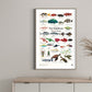 Posters -The Maldives Marine Fauna